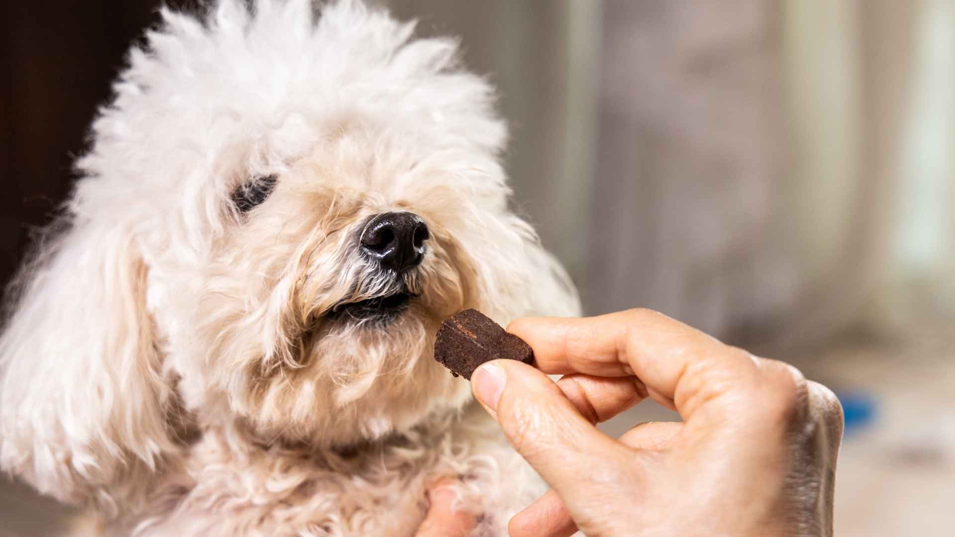 Chocolate toxico para perros